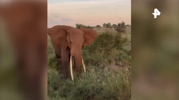 Слон протаранил сафари-джип с британскими туристами