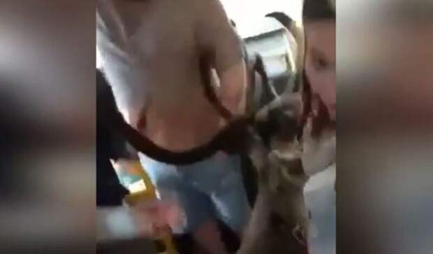 Видео дня: жительница Норильска прокатилась в автобусе со своим оленем