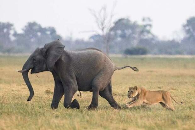 Стадо слонов смогло защитить своего юного сородича от группы голодных львов африка, животные, львы, охота, слоны, спасение, стадо