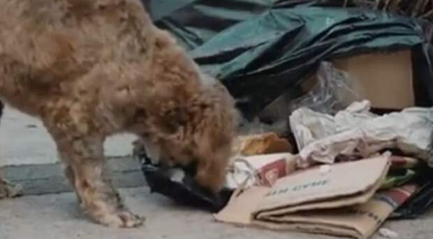 Найдя перед Рождеством бродячую собаку, мужчина никак не ожидал, что пес изменит его жизнь!