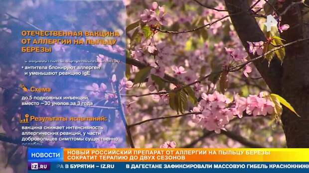 В ФМБА раскрыли подробности исследования первой вакцины от аллергии на березу