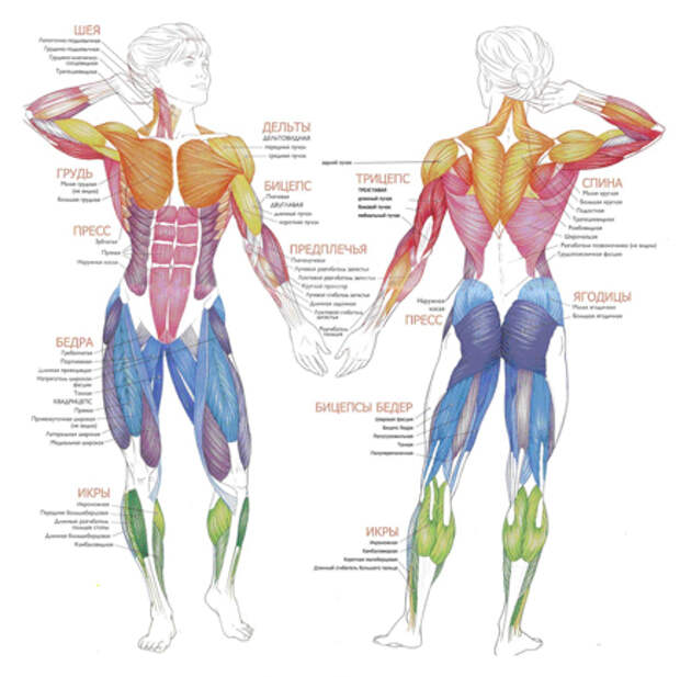 мышцы анатомия (435x433, 146Kb)