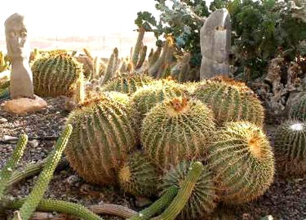 Эхинокактус Грузони - Echinocactus Grusonii (тещино кресло) 