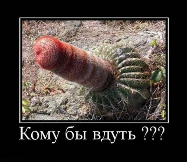 Демотиваторы Демотиваторы