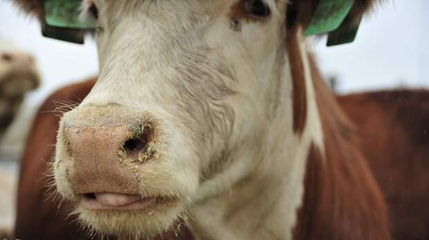 Снижение поголовья коров продолжается в Алтайском крае