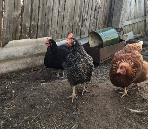 Сыпанули горсть в кормушку — и соседи не верят глазам: несушки завалили яйцами без всякой химии