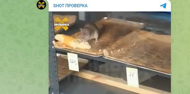 Хруст французской булки: в шаурмичной Москвы крыса грызла багет прямо в витрине