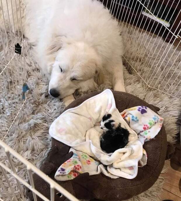 Женщина случайно услышала крик слепого котёнка в приюте и не смогла уйти оттуда без него
