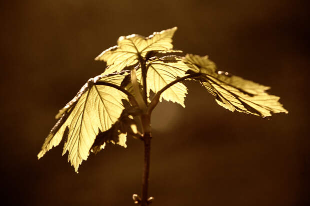 3303834_spring_time_8 (700x466, 235Kb)