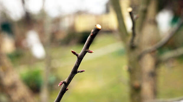 Весенние работы в саду