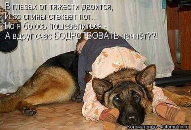 Котоматрицы (картинки с надписями)