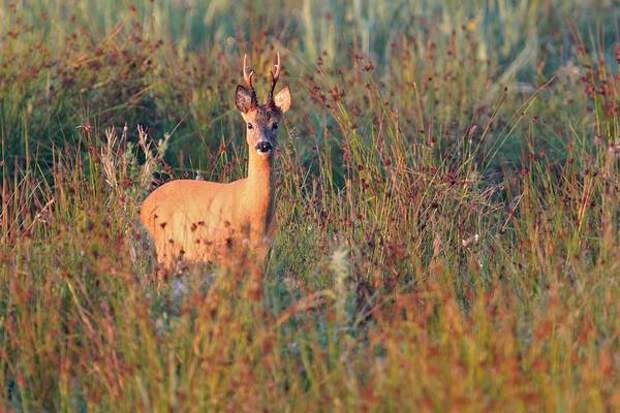 Европейская косуля в дикой природе фото (Capreolus capreolus)