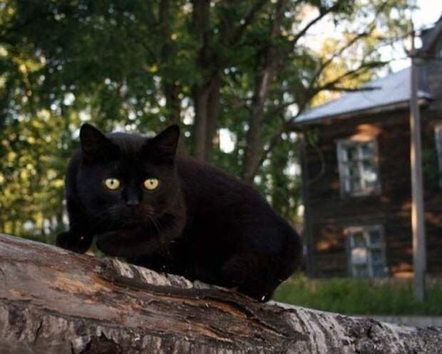 кот1