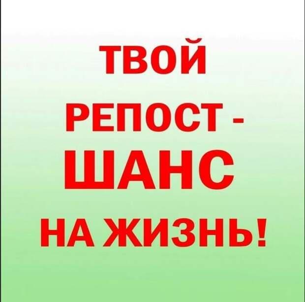 Красивый бывшедомашний котик пропадает.. Нужна хотя бы временная передержка!