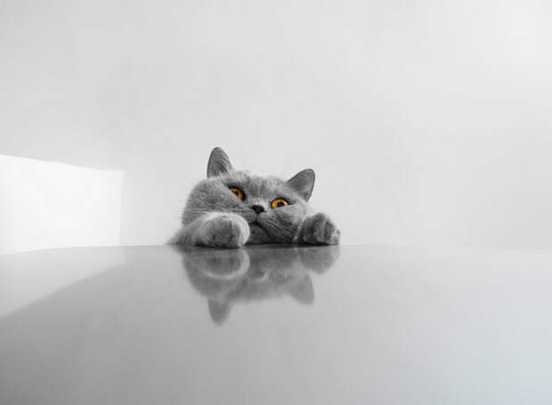16 лучших котов сезона 16 лучших котов сезона