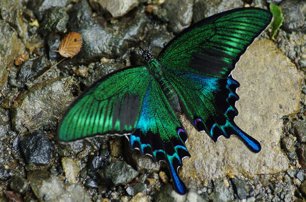 caterpillar-moth-butterfly-before-after-metamorphosis-5-2