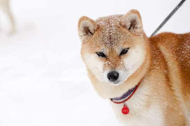 Синоптик Вильфанд: морозы до −20°C задержатся в Москве до середины недели