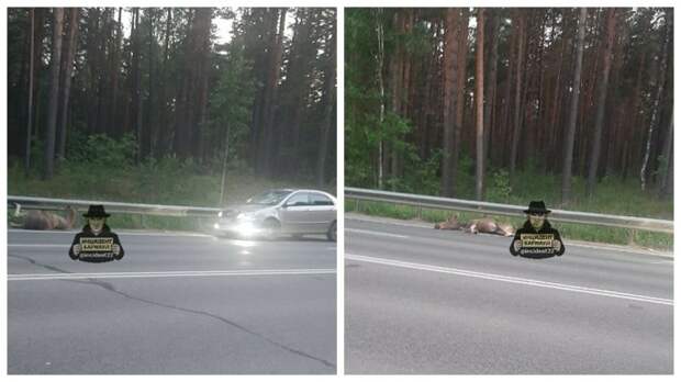ДТП на шоссе Ленточный Бор / Фото: 
