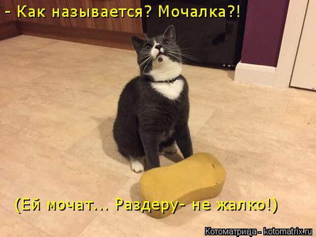 Котоматрица: - Как называется? Мочалка?! (Ей мочат... Раздеру- не жалко!)