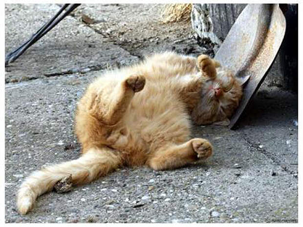 Where The Catiest Cats Sleep: Funny Cat Photos - Daddu