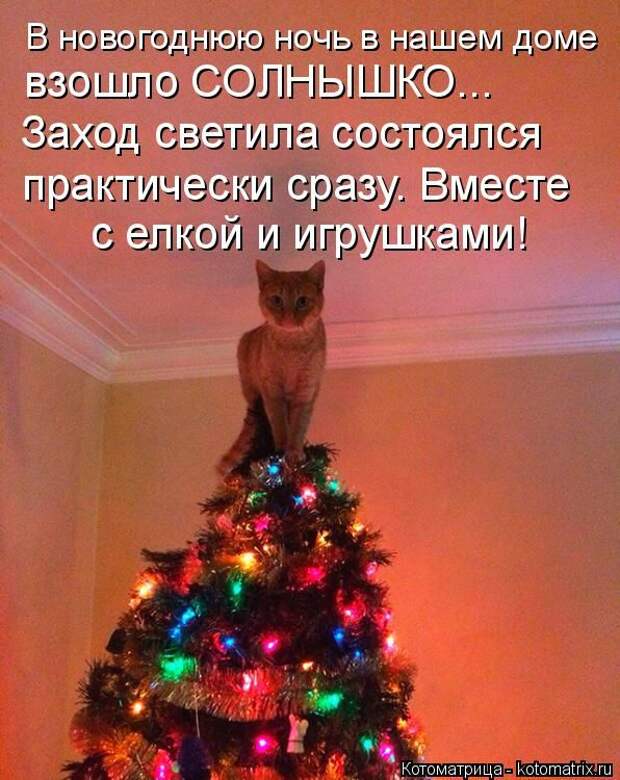 Лучшие котоматрицы недели (50 фото) Лучшие котоматрицы недели (50 фото)