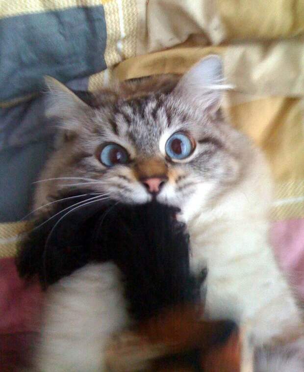 Милейшие косоглазые коты, чей изъян делает их уникальными животные, косоглазые  коты