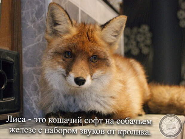 Лиса