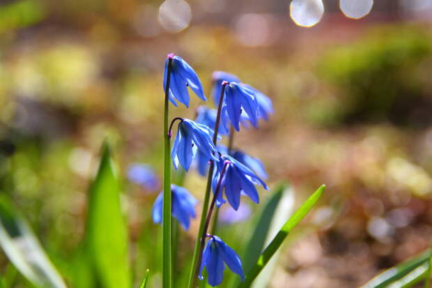 Нинди язгы чәчәкләрне өзәргә ярамый?