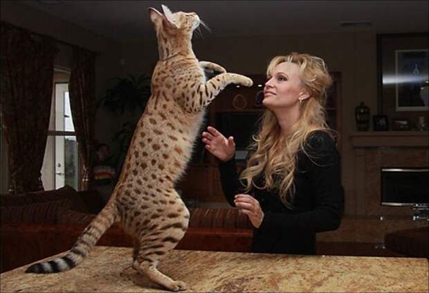 savannah