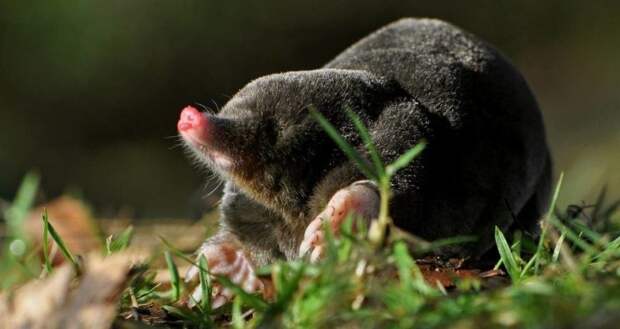 «Маленькие джентльмены в черном бархате», или Что вы точно не знали о кротах