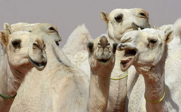 На King Abdulaziz Camel Festival собираются самые лучшие верблюды с округи.