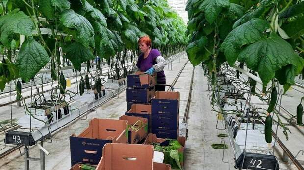 В теплице все под контролем: как в Крыму выращивают огурцы