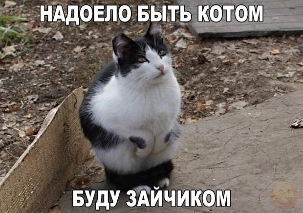 Картинки, юмор, приколы