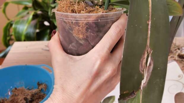 Быстрое спасение: как восстановить тургор орхидеи