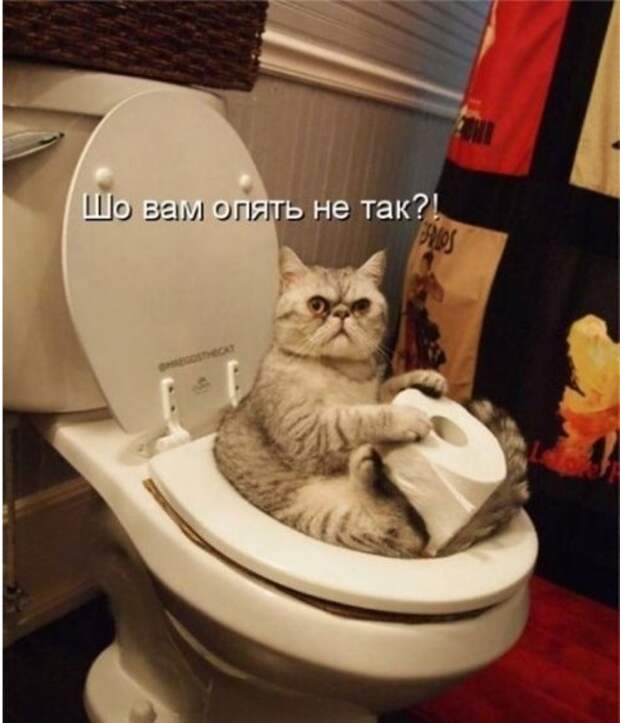 КОТОбудни :)