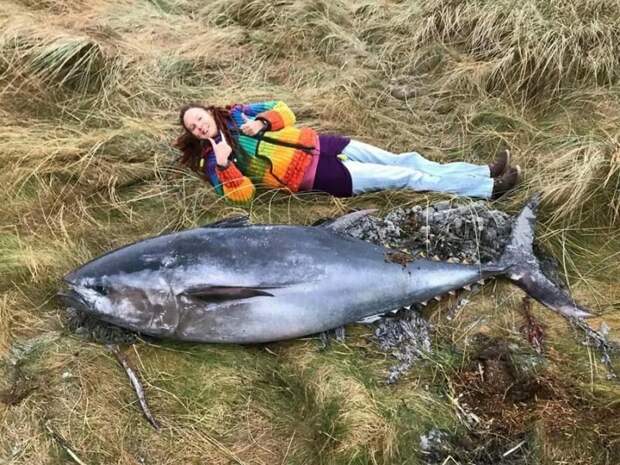 В Шотландии шторм выбросил на берег 2-метрового тунца в мире, выбросило, на берег, рыба, тунец, шотландия