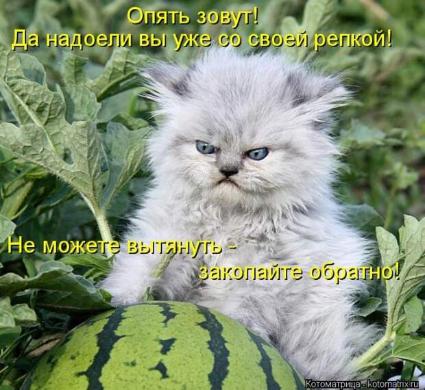 Лучшие котоматрицы недели (50 фото)