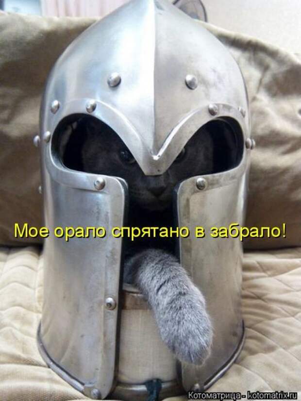 Лучшие котоматрицы недели (50 фото)