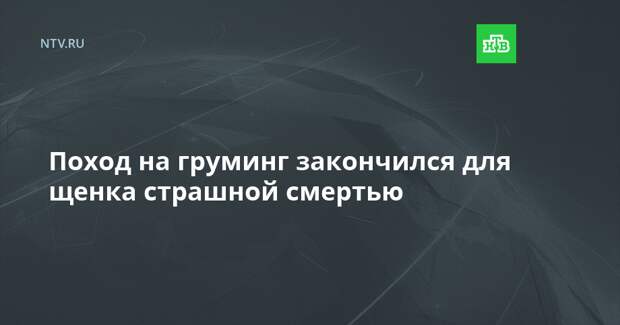 Поход на груминг закончился для щенка страшной смертью