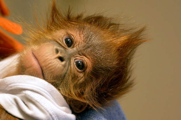 У этого маленького орангутанга умерла мать спустя неделю, после рождения малыша