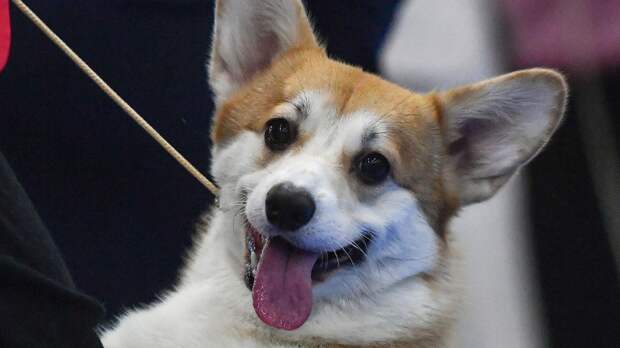 «Прекрасные компаньоны!»: Кинолог объяснил любовь россиян к шпицам и корги