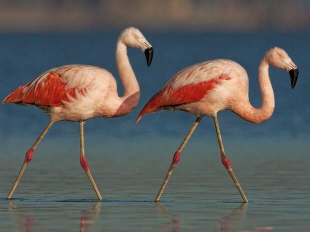 Почему фламинго розового цвета, и чем их кормят в зоопарках, чтобы они не побледнели