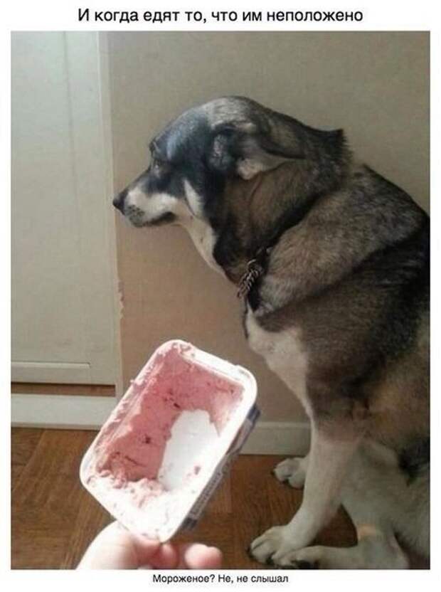 За что мы любим собак друг, собака