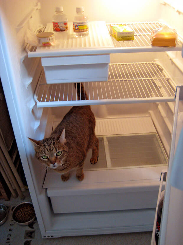 catfridge01 Коты в холодильниках