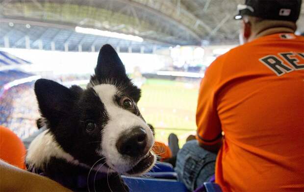 собаки на бейсбольных стадионах / Ballpark Dogs