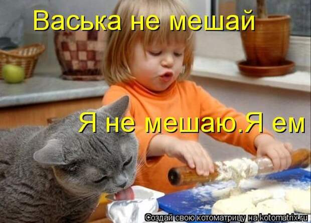 Лучшие котоматрицы недели (50 фото)