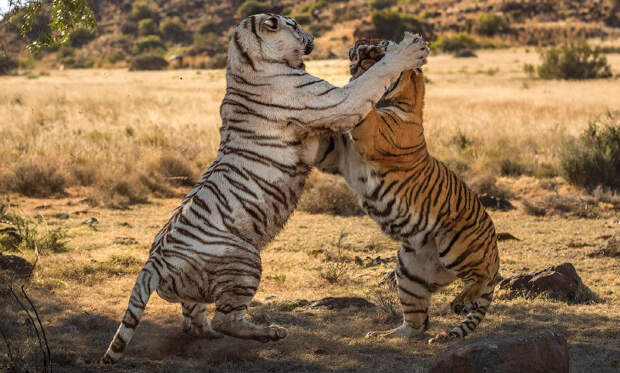 Битва тигров
