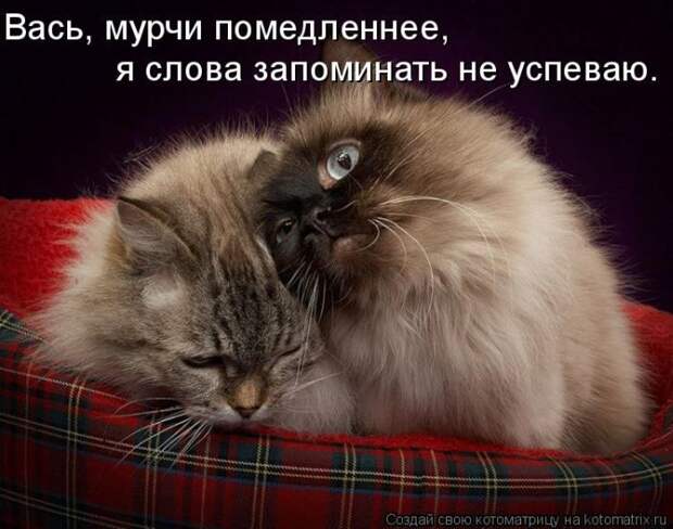 Лучшие котоматрицы недели (50 фото) Лучшие котоматрицы недели (50 фото)