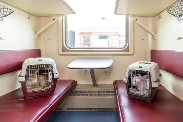 Более 500 питомцев прокатились на поездах без хозяев