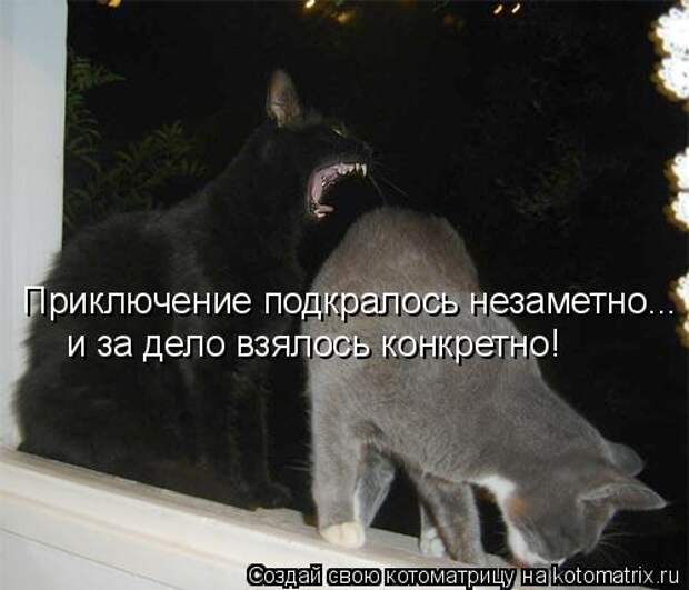 Котоматрица: Приключение подкралось незаметно... и за дело взялось конкретно!
